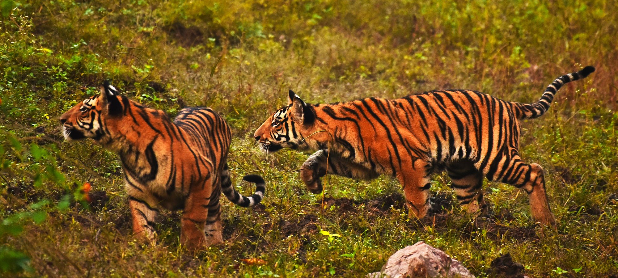 pench-park-img8